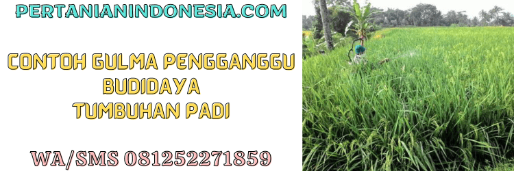 contoh,gulma,rumput liar,pestisida jenis herbisida,pertanian indonesia